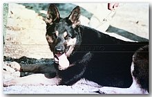 1990-Wisky-El-Manzala-Egypt.jpg