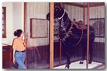 1991-Estela-cavallo-museo-Cairo-Egitto.jpg