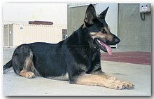 1991-Wisky in Manzala-Egitto-01.jpg
