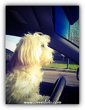 2015-Luna-F1 driver.jpg