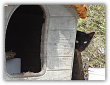 2016-Gatto-nero-Lecce.jpg