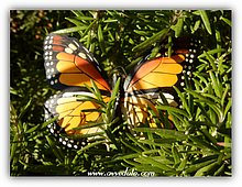2017-Mariposa-Arnesano.jpg