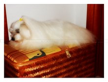 Luna-after-shower-Arnesano-Puglia.JPG