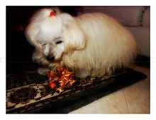 Luna-regalo-di-Natale.JPG