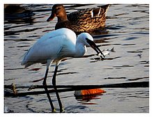 2016-Porto-Cesareo-Lecce-01.JPG