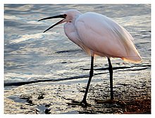 2016-Porto-Cesareo-Lecce-03.JPG