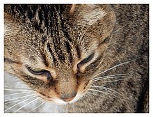 2017-Gatto-Lecce-Italia.JPG