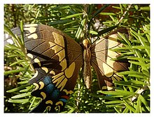 2017-Mariposa-Arnesano.JPG