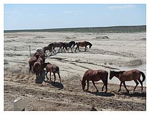 2015-05-Kazakhstan-Karabatan-27.JPG