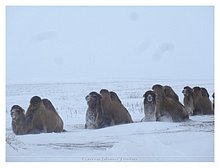 2016-Karabatan-3.JPG