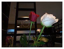 2018-Roses-Atyrau-Kazakhstan.jpg
