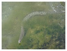 2018-Snake-in-Aktau-01.JPG