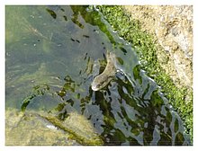 2018-Snake-in-Aktau-02.JPG