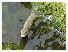 2018-Snake-in-Aktau-03.JPG