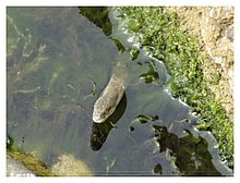 2018-Snake-in-Aktau-04.JPG