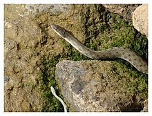 2018-Snake-in-Aktau-05.JPG