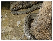 2018-Snake-in-Aktau-06.JPG