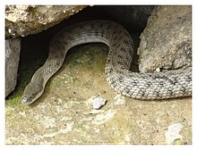 2018-Snake-in-Aktau-07.JPG