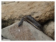 2018-Snake-in-Aktau.JPG