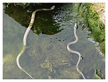 2018-Snakes-in-Aktau.JPG