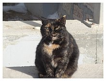 Cat-in-Kuryk-Kazakhstan.JPG