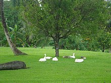 Bayaguana-Finca-Republica-Dominicana-2.jpg