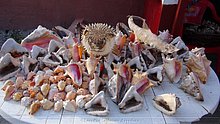 Caracoles-Boca-Chica-Republica-Dominicana.jpg