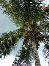 El-Puerto-San-Jose-De-los-Llanos-Macorix-13.jpg