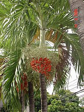 El-Puerto-San-Jose-De-los-Llanos-Macorix-16.jpg