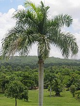El-Puerto-San-Jose-De-los-Llanos-Macorix-2.JPG