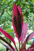 El-Puerto-San-Jose-De-los-Llanos-Macorix-21.jpg