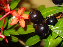 El-Puerto-San-Jose-De-los-Llanos-Macorix-7.JPG