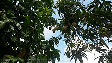 El-Puerto-San-Jose-De-los-Llanos-Macorix-8.jpg