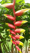 El-Puerto-San-Jose-De-los-Llanos-Macorix-9.jpg