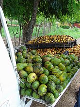 Fruta-Exotica-Republica-Dominicana-1.jpg