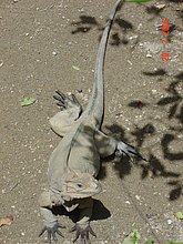 Iguana-Santo-Domingo.jpg