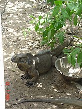 Iguana-dominicana.jpg