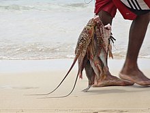 Las-Terrenas-Republica-Dominicana-3.JPG