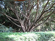 Natura-Dominicana-Santo-Domingo.jpg