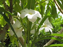 Naturaleza-Republica-Dominicana-7.jpg