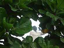 Zona-colonial-Santo-Domingo-3.jpg